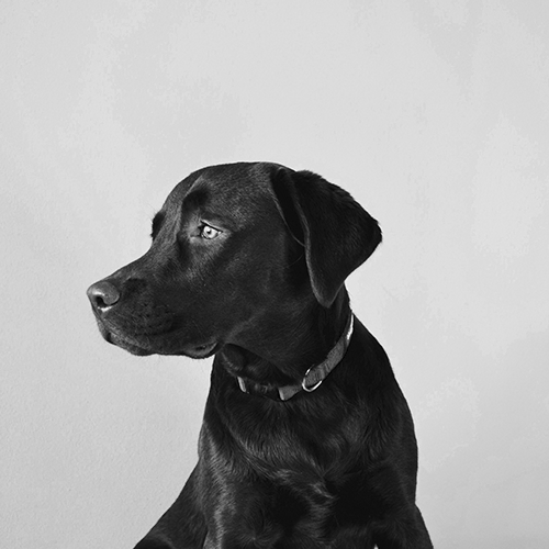 Vet app for rapid test